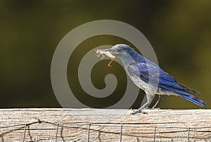 Mountain Bluebird with a bug in his mouth