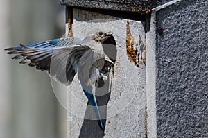 Mountain Bluebird Clinging to its Weathered Wooden Nesting Box