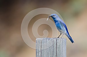 Mountain Bluebird Displaying Its Catch While Perched atop a Weathered Wooden Post