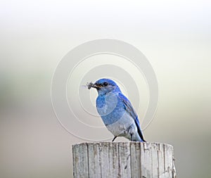 Mountain Bluebird Eating
