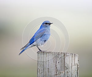 Mountain Bluebird Eating