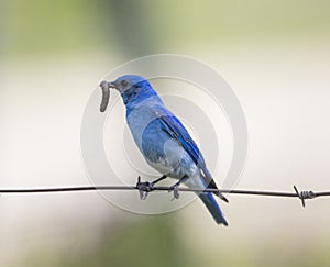 Mountain Bluebird Eating