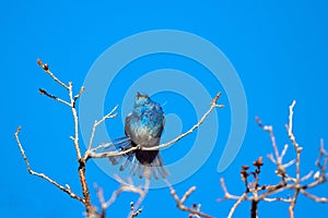Mountain Bluebird fans his tail feathers