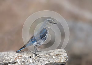 Mountain Bluebird female