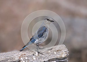 Mountain Bluebird female sialia currucoides