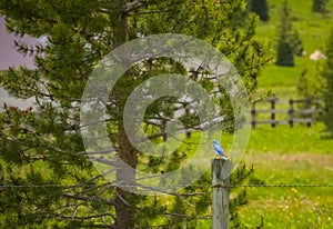 Mountain Bluebird On Fencepost