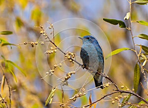 A Mountain Bluebird Foraging on the Trees