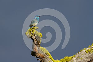 Mountain Bluebird Guarding Nest Hole