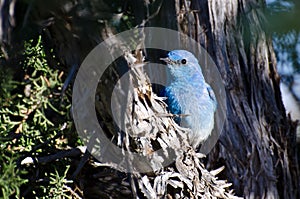 Mountain Bluebird Hiding in a Pinyon Pine Tree