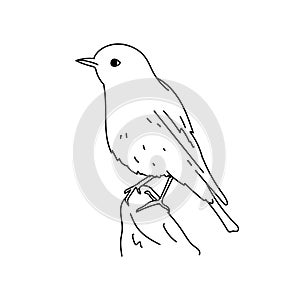 Mountain bluebird illustration vector.Line art bird