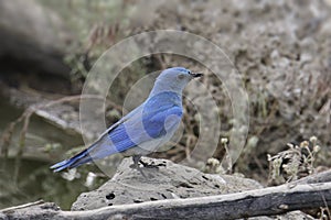 Mountain Bluebird male sialia currucoides