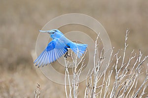Mountain bluebird is perched atop a green plant, wings outstretched as if about to take flight