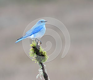 Mountain bluebird perched atop a slender stem amongst a backdrop of mossy vegetation