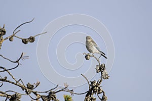 Mountain Bluebird perched on Branch