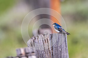 Mountain Bluebird perched on fence post with nice bokeh background