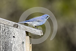 Mountain bluebird perched on its birdhouse