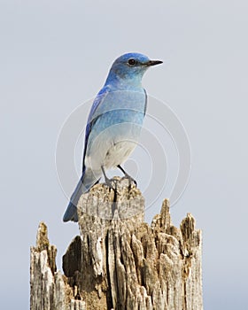 Mountain Bluebird Perched On An Old Post