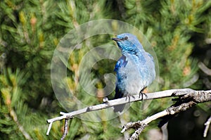 Mountain Bluebird Perched in a Tree