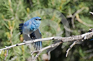 Mountain Bluebird Perched in a Tree