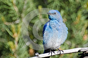 Mountain Bluebird Perched in a Tree