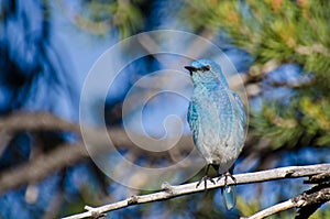 Mountain Bluebird Perched in a Tree