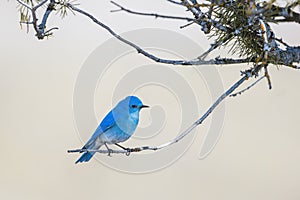 Mountain bluebird perched on twig