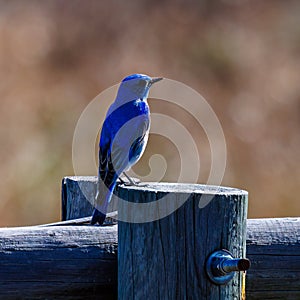 Mountain bluebird perched on a wood fence