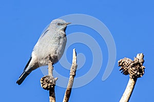 Mountain Bluebird Perching on Small Branch