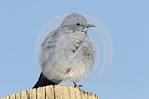 Mountain Bluebird on a post