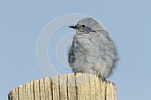 Mountain Bluebird on a post