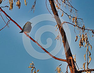 Mountain Bluebird on Russian Olive