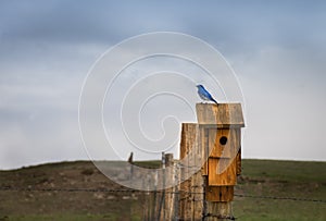 Mountain Bluebird On Rustic Wood Birdhouse