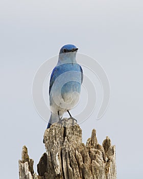 Mountain Bluebird on it's perch