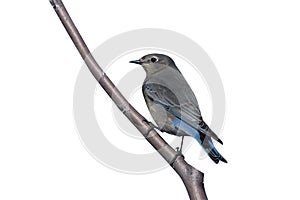 Mountain bluebird, Sialia currucoides