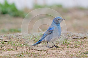 Mountain Bluebird (Sialia currucoides)