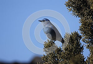 Mountain bluebird, Sialia currucoides