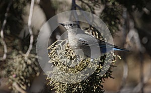 Mountain bluebird, Sialia currucoides