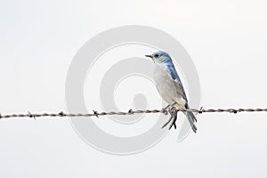 Mountain Bluebird Sialia currucoides on Barbed Wire Fence