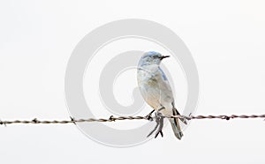 Mountain Bluebird Sialia currucoides on Barbed Wire Fence