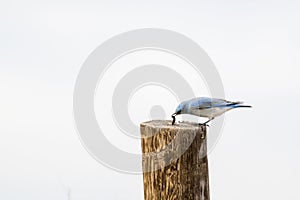 Mountain Bluebird Sialia currucoides with Catepillar on Wood P