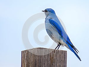 A mountain bluebird or Sialia currucoides, a migratory small thrush that is found in mountainous districts of western North