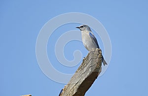 Mountain Bluebird Sialia currucoides perched on an old beam