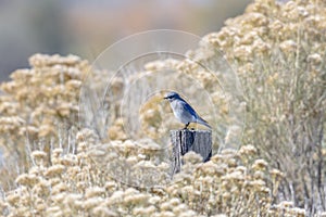 Mountain Bluebird Sialia currucoides with Perched on a Wood Post
