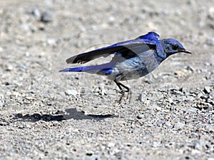 Mountain Bluebird Taking Off