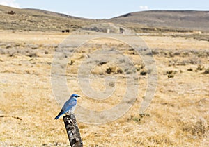 Mountain Bluebird in the USA