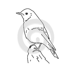 Mountain Bluebird vector illustration