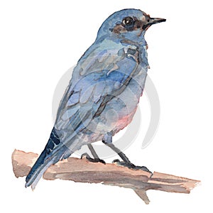 The mountain bluebird. Watercolor hand painted drawing of bird