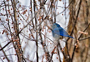 Mountain Bluebird in Winter