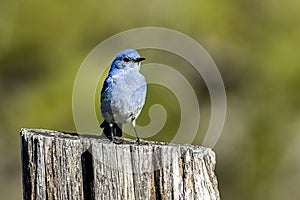 Mountain bluebird on wooden post