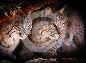 Mountain Bobcats